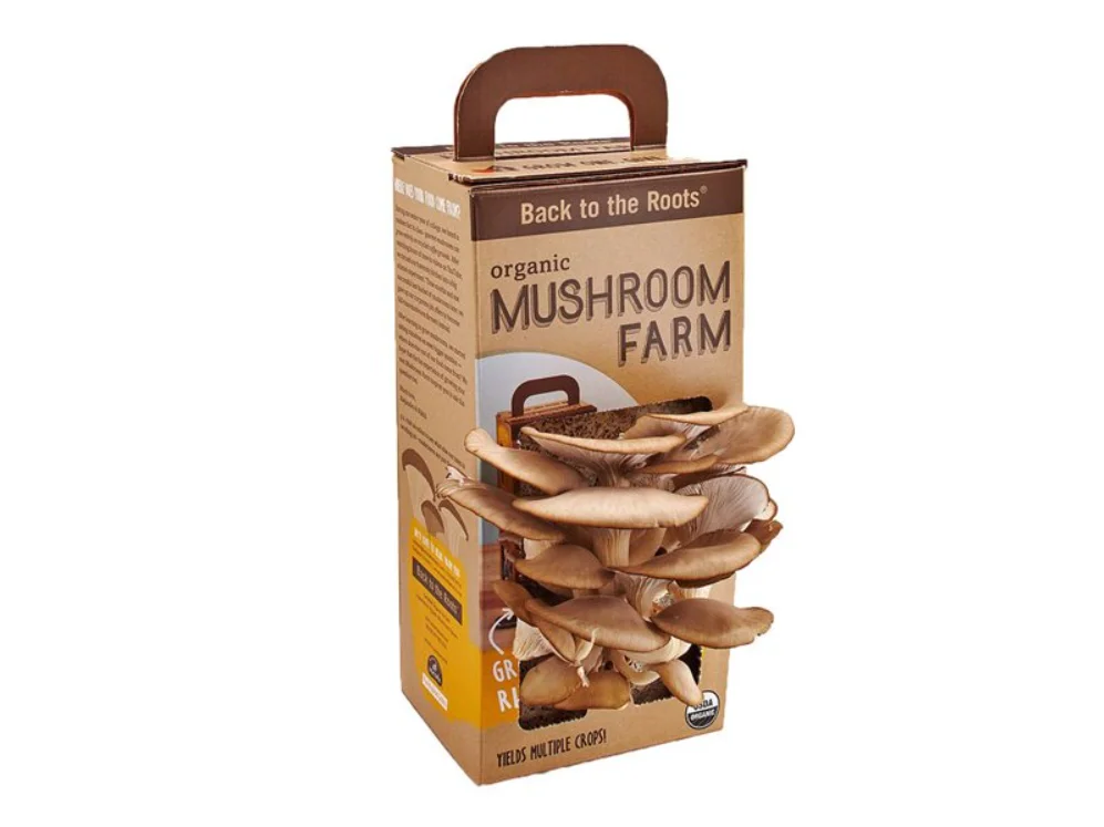 Mushroom Boxes